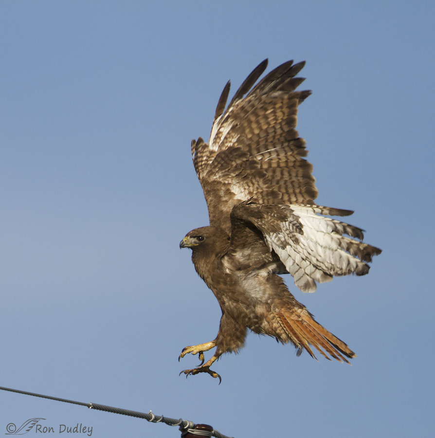 red-tailed hawk 3345 ron dudley