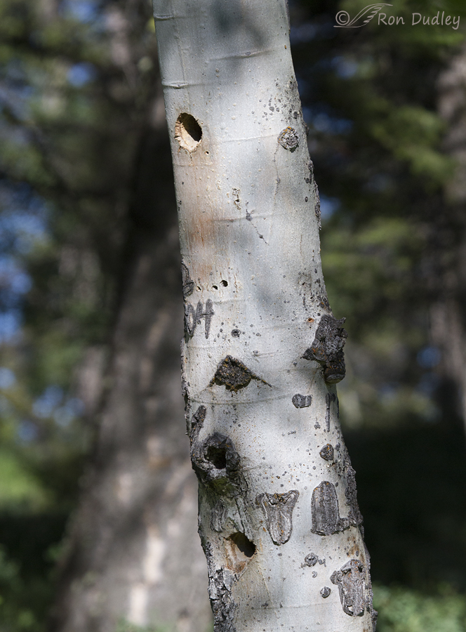 sapsucker nest tree 2461 ron dudley
