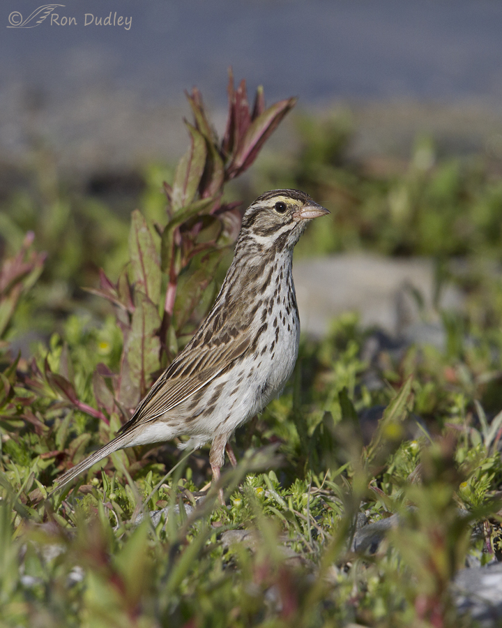 savannah sparrow 3141 ron dudley