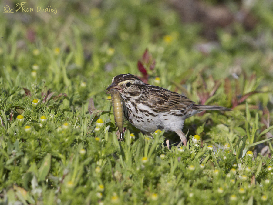 savannah sparrow 3148 ron dudley