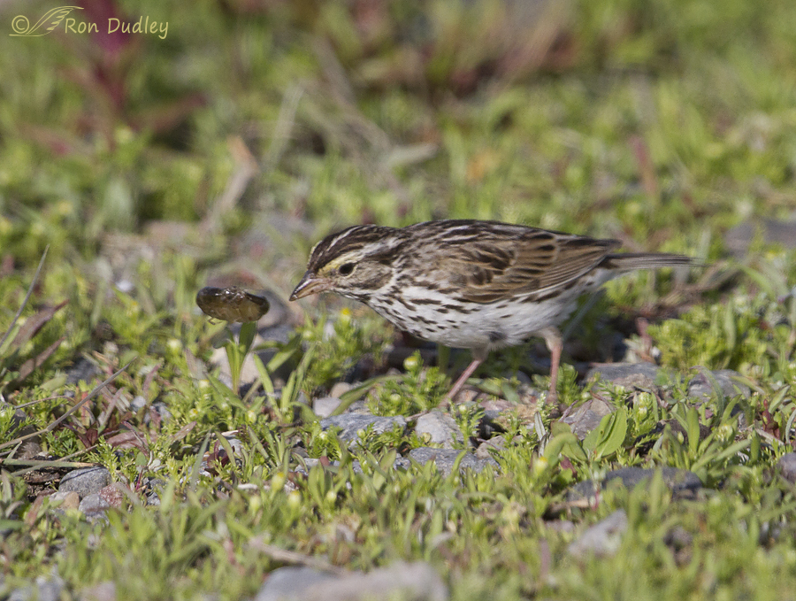 savannah sparrow 3152 ron dudley