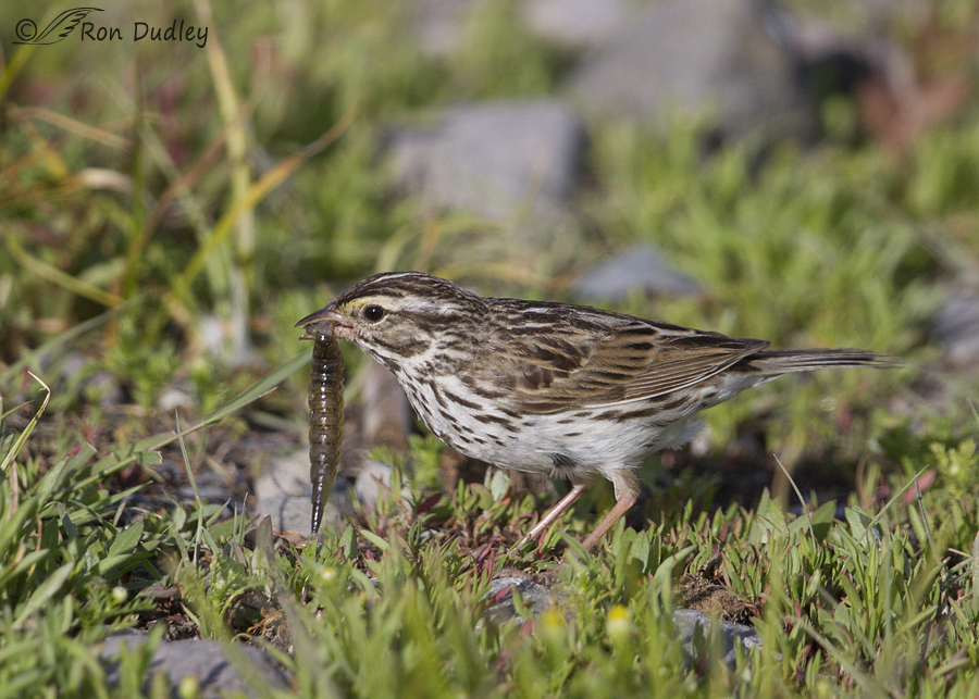 savannah sparrow 3191 ron dudley