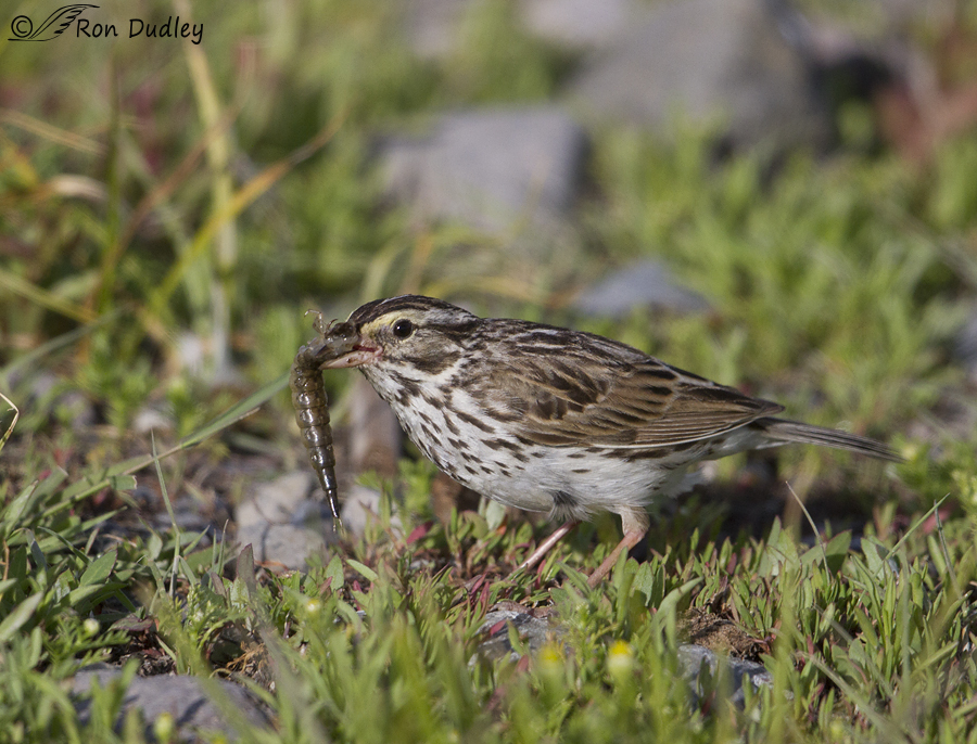 savannah sparrow 3197 ron dudley