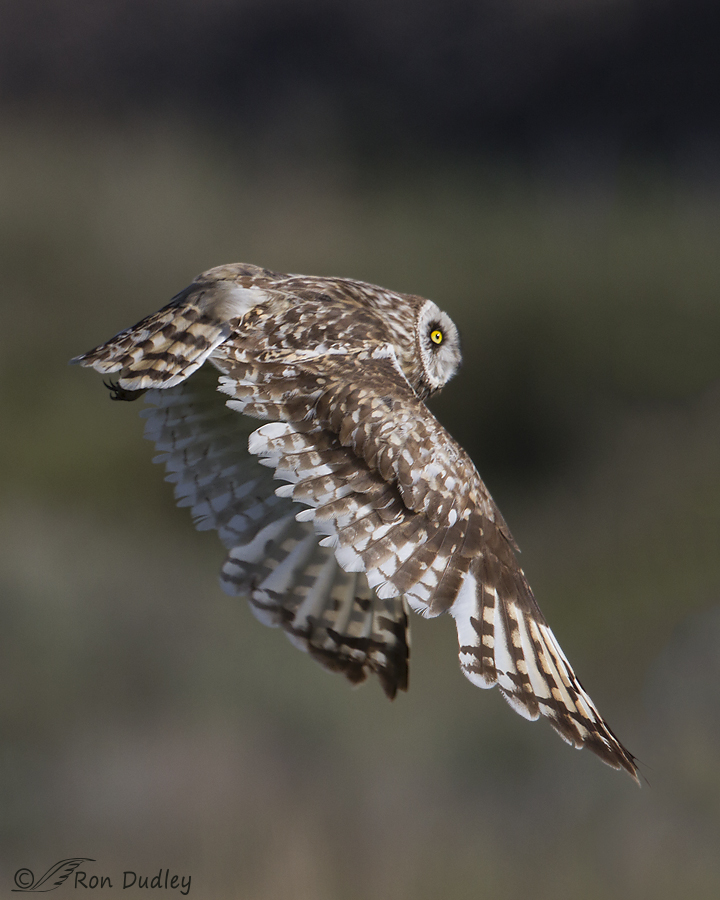 short-eared owl 9950 ron dudley