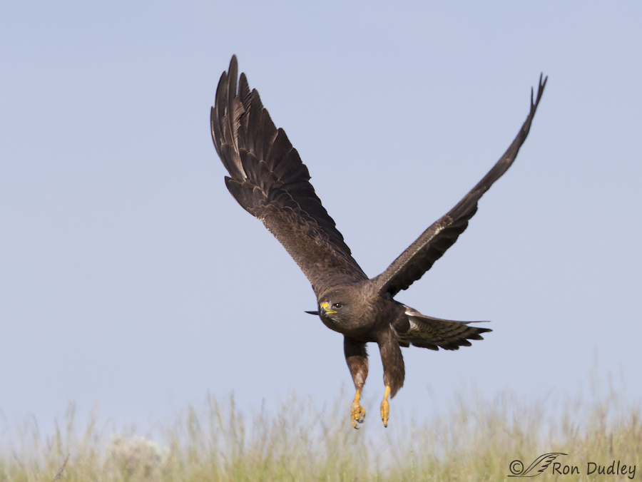 swainson's hawk 3373 ron dudley