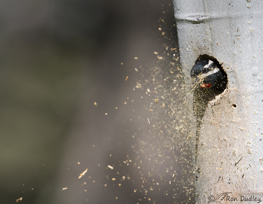 williamson's sapsucker 0096 ron dudley
