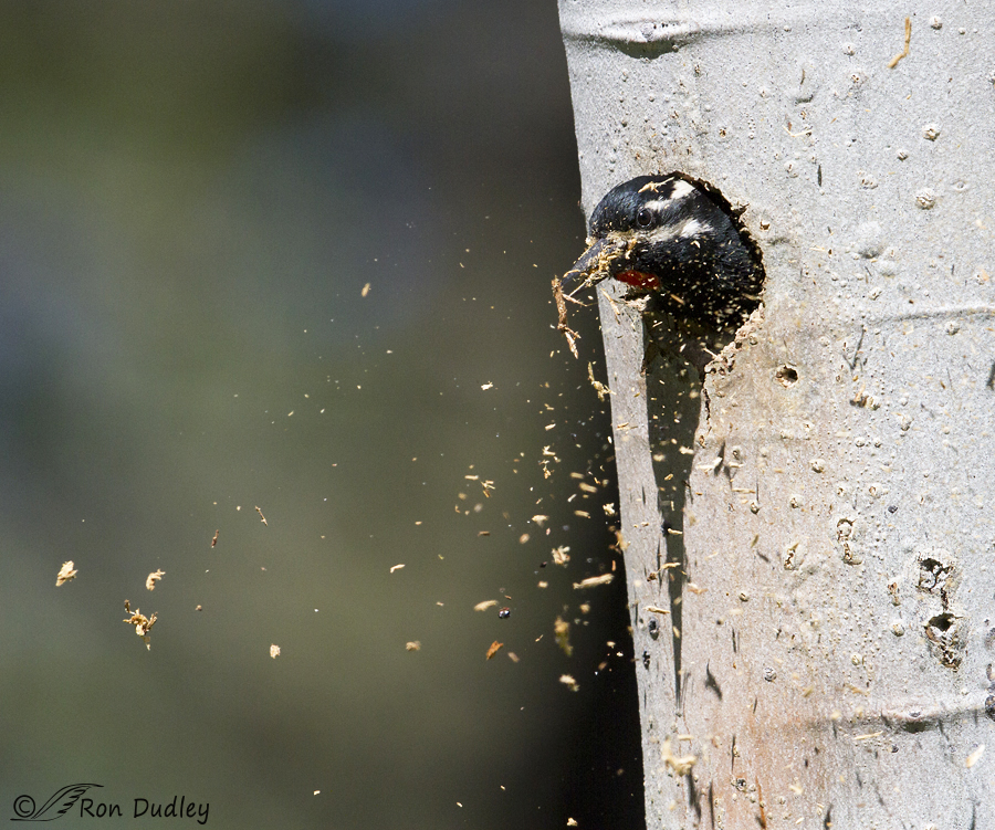 williamson's sapsucker 0379 ron dudley