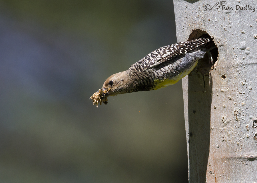 williamson's sapsucker 0475 ron dudley