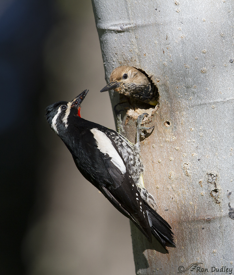 williamson's sapsucker 0939 ron dudley