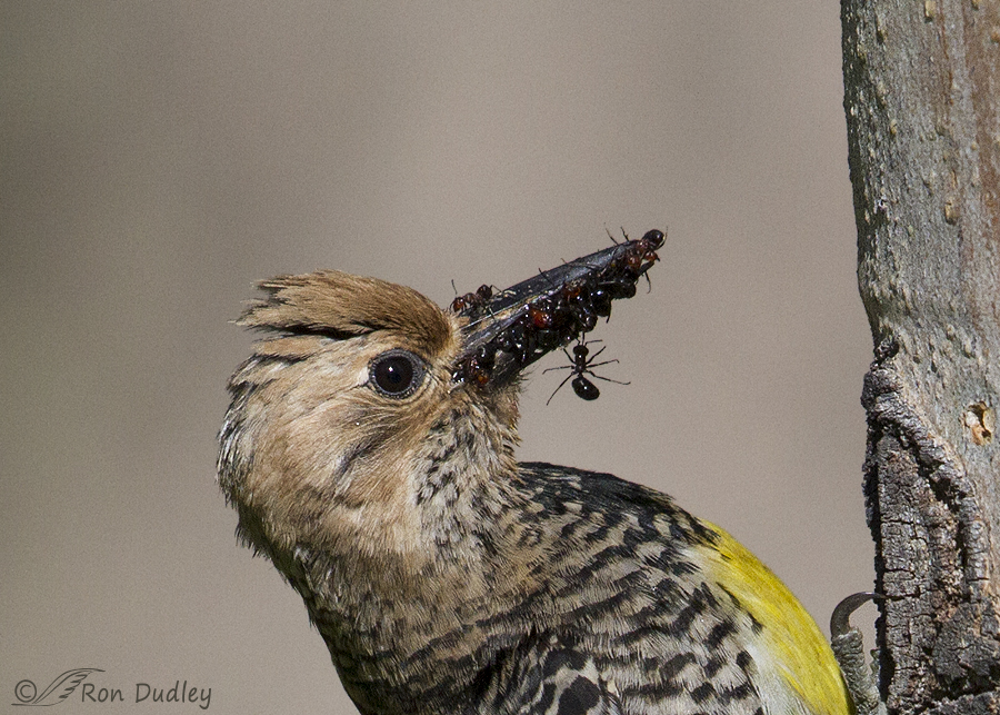 williamson's sapsucker 0991 big crop ron dudley