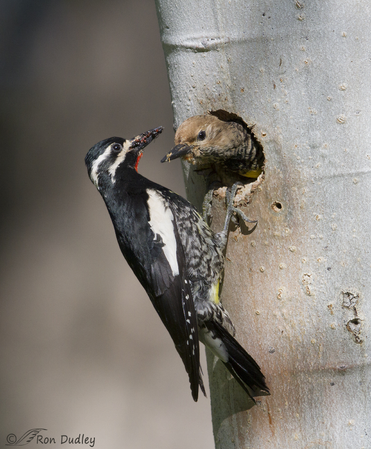 williamson's sapsucker 1038 ron dudley