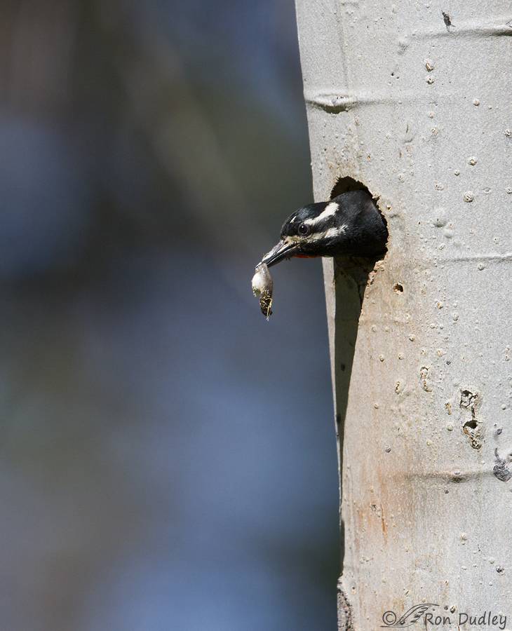 williamson's sapsucker 2399 ron dudley