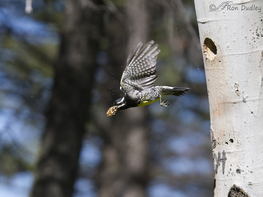 williamson's sapsucker 2728 ron dudley