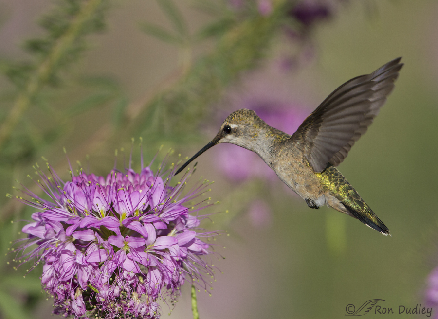 black-chinned hummingbird 1725 ron dudley