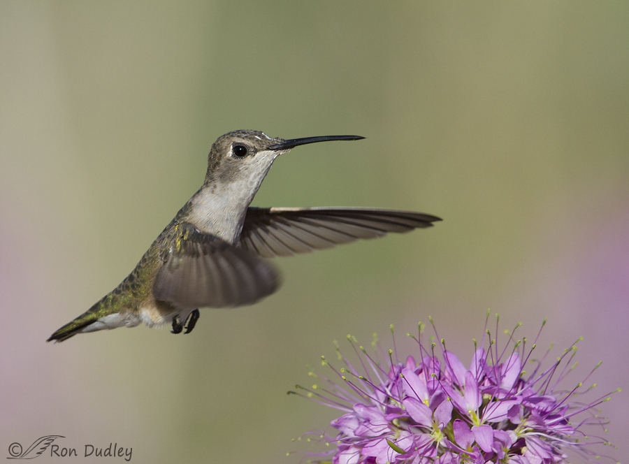 black-chinned hummingbird 1784 ron dudley
