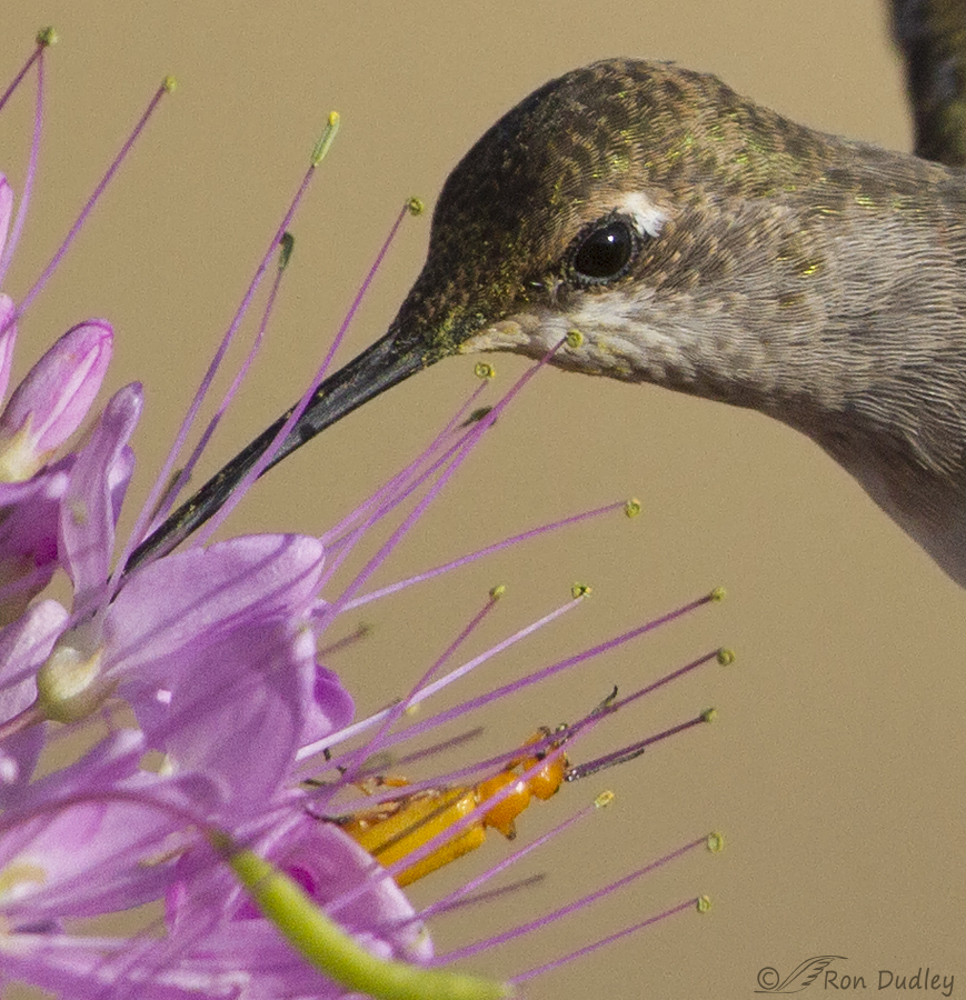 black-chinned hummingbird  9298 big crop ron dudley