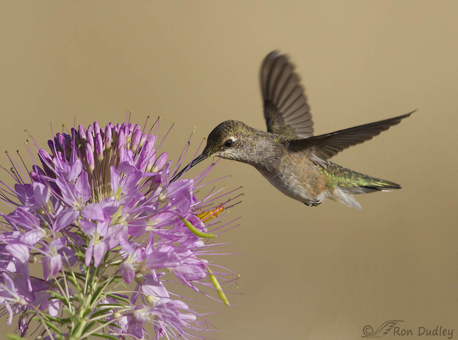 black-chinned hummingbird 9298 ron dudley