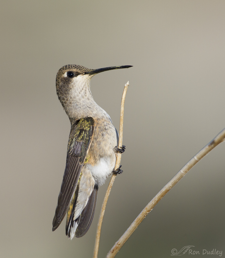 black-chinned hummingbird 9462 ron dudley