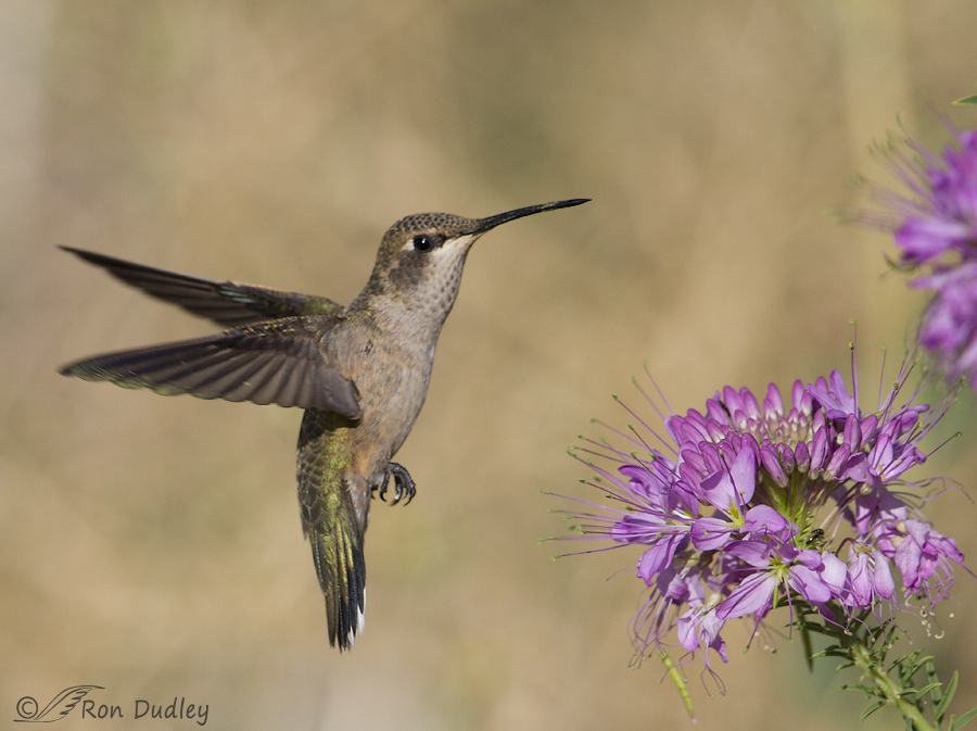 black-chinned hummingbird 9650 ron dudley