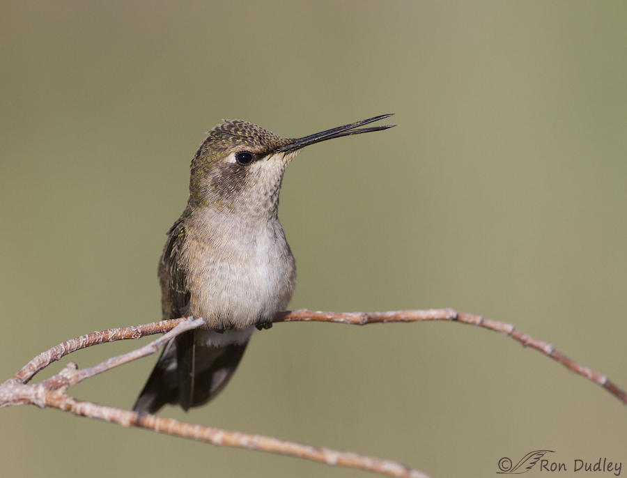 black-chinned hummingbird 9662 ron dudley