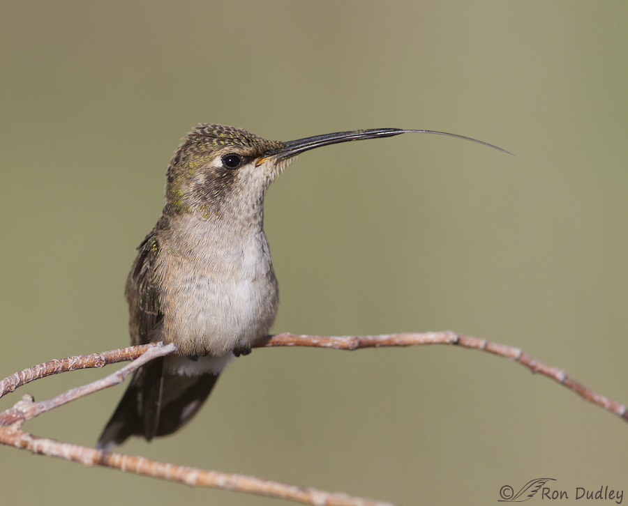 black-chinned hummingbird 9673 ron dudley