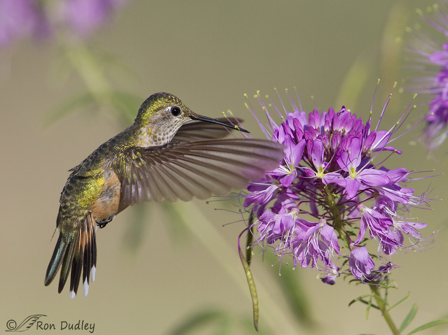broad-tailed hummingbird 2167b ron dudley