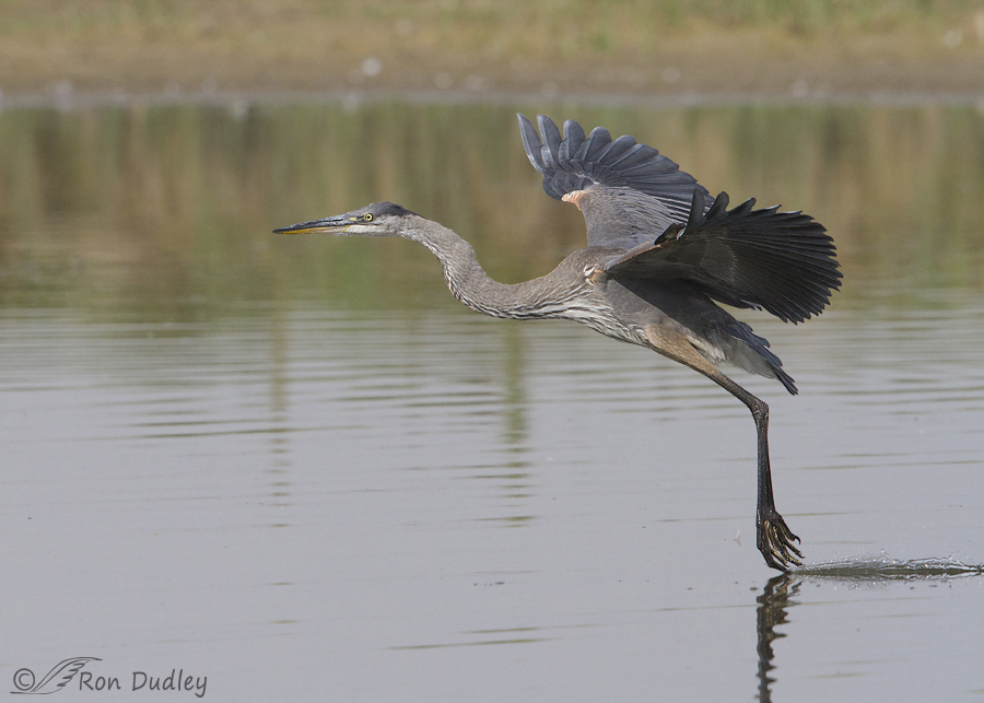 great blue heron 7457b ron dudley