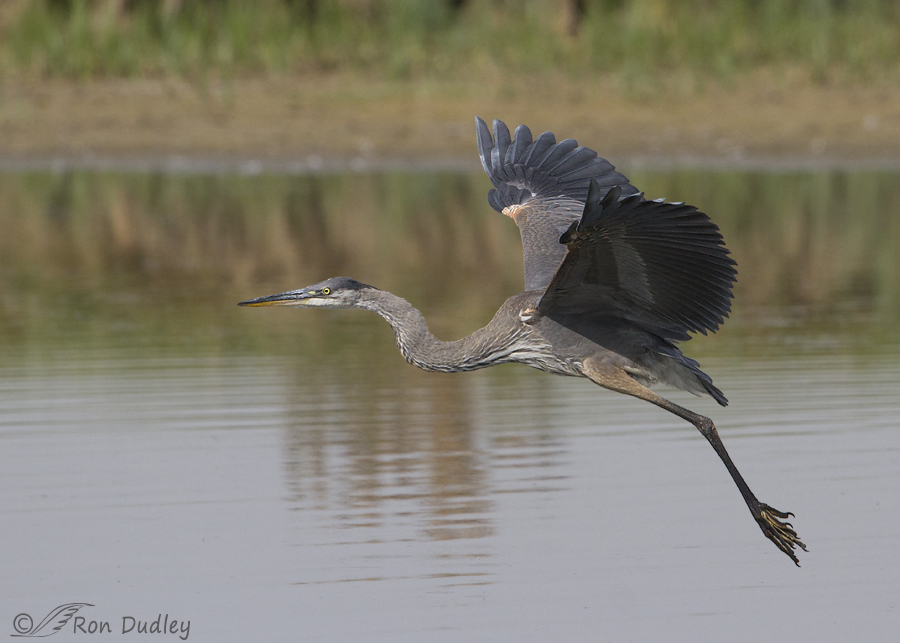 great blue heron 7458 ron dudley