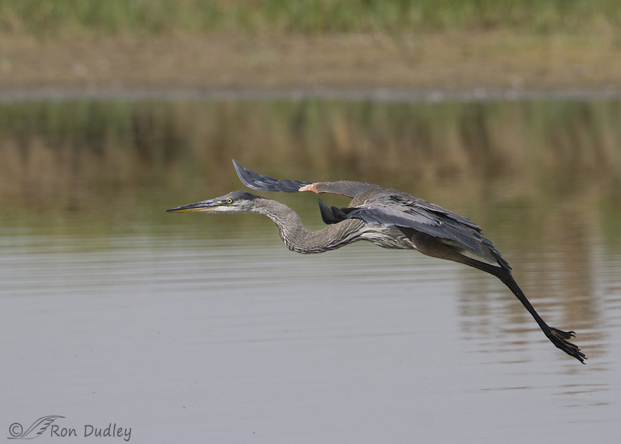 great blue heron 7459 ron dudley