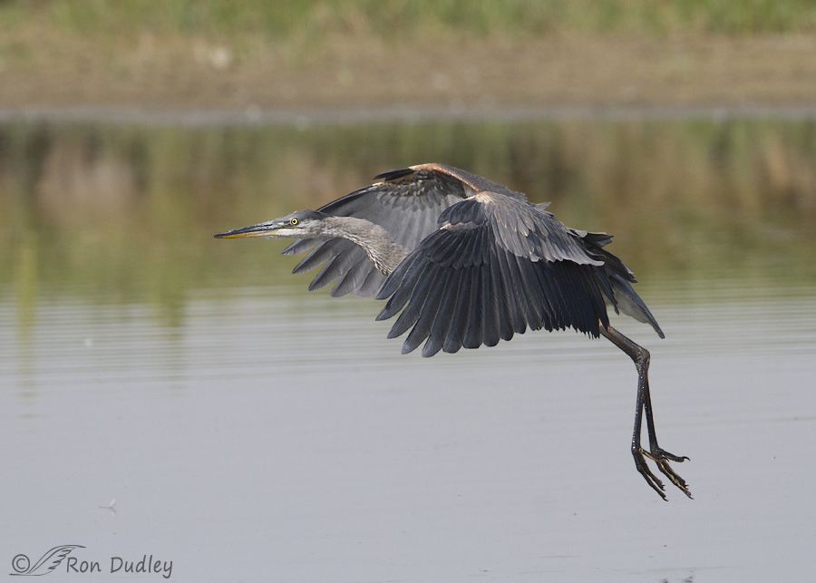 great blue heron 7460 ron dudley