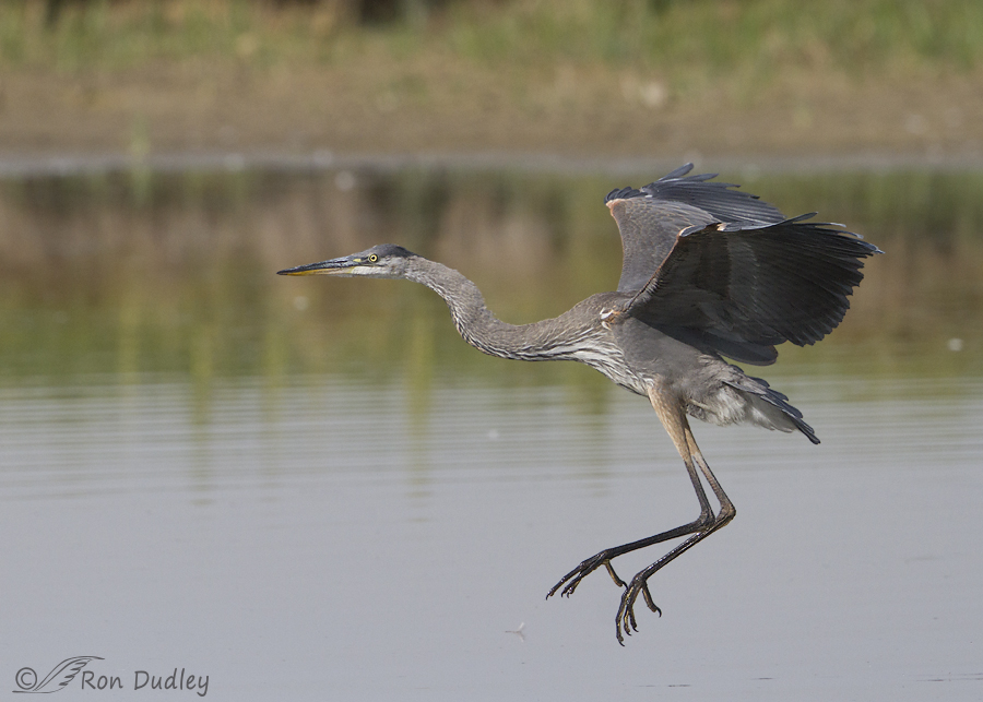great blue heron 7461 ron dudley