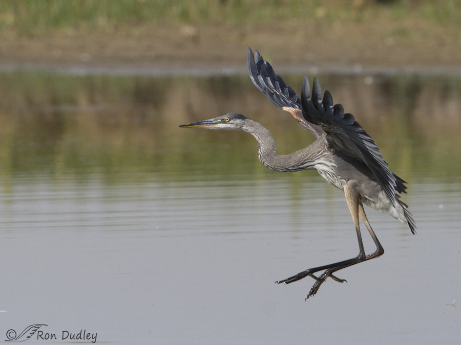 great blue heron 7462 ron dudley