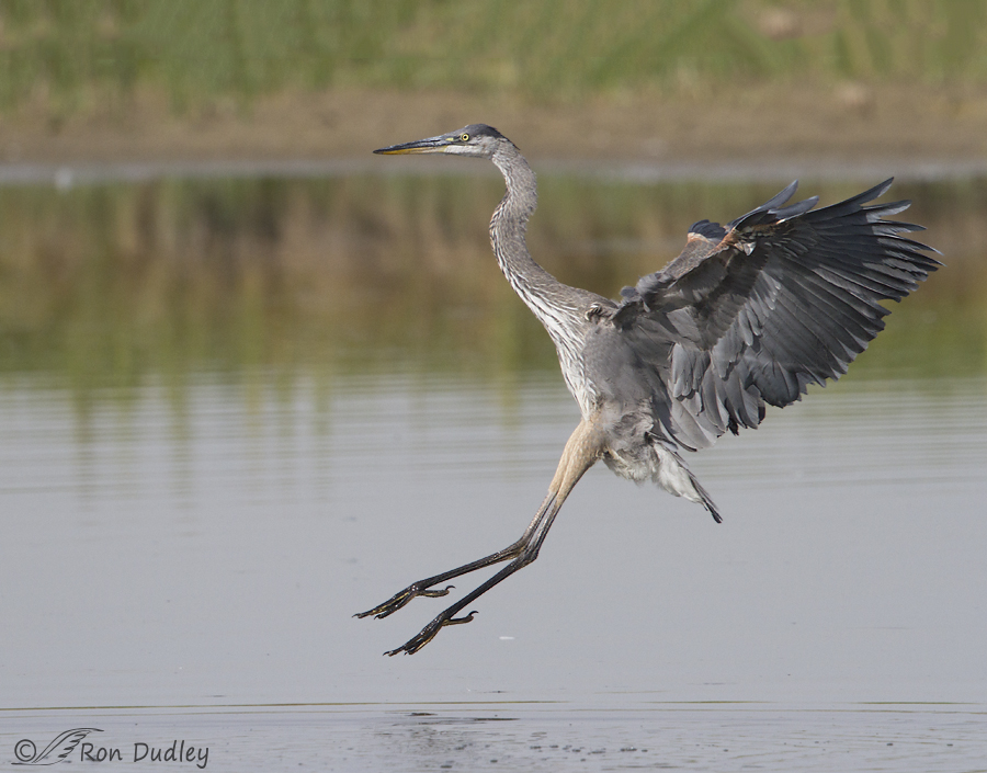 great blue heron 7464 ron dudley