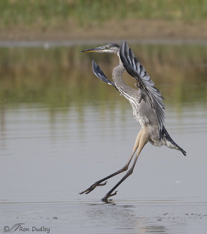 great blue heron 7465 ron dudley