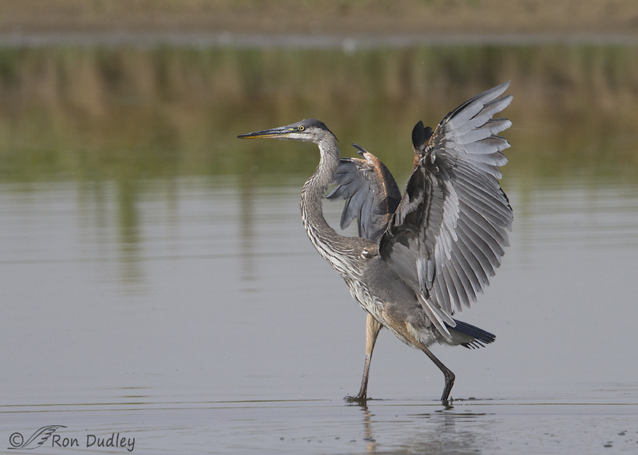 great blue heron 7467 ron dudley