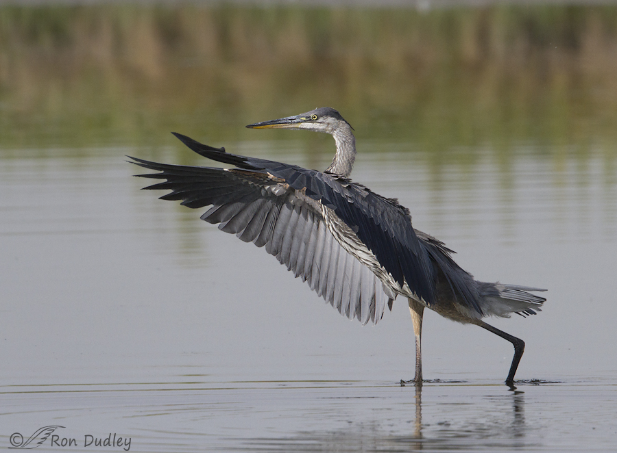 great blue heron 7468 ron dudley