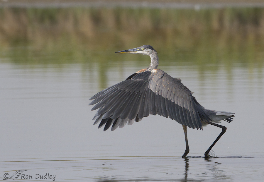 great blue heron 7469 ron dudley