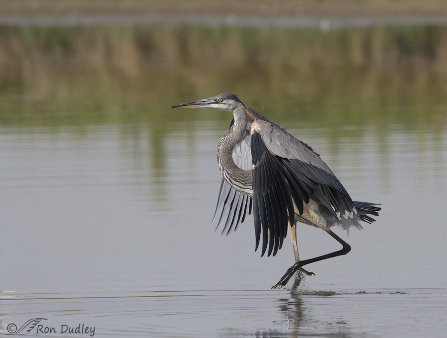 great blue heron 7470 ron dudley