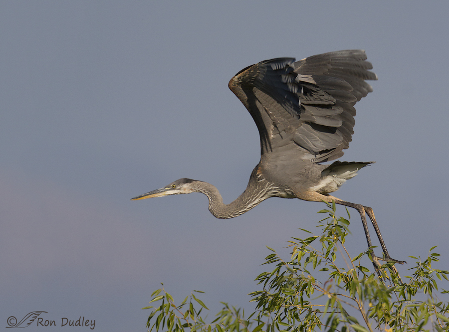 great blue heron 7662 ron dudley