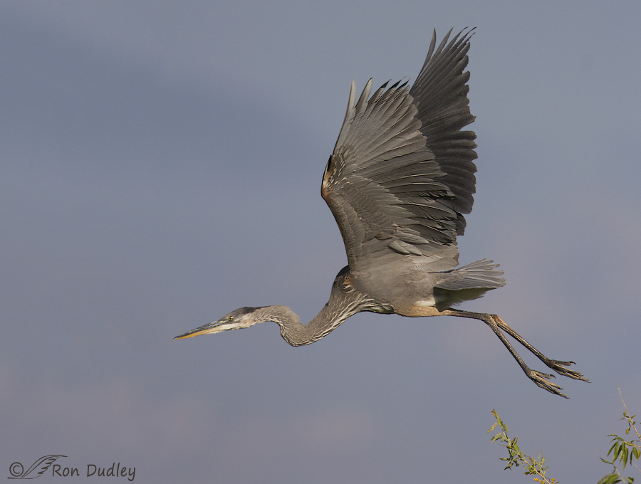 great blue heron 7665 ron dudley