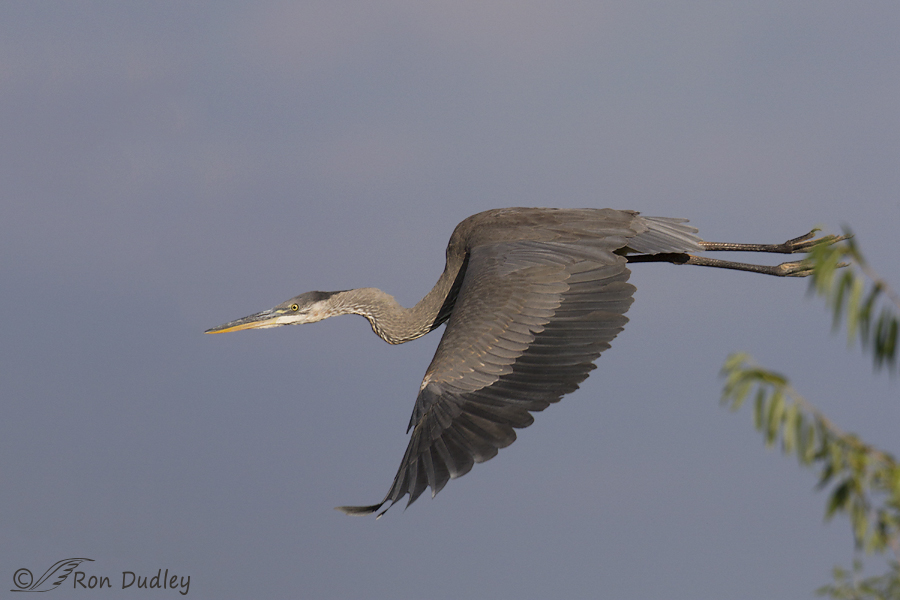 great blue heron 7669 ron dudley