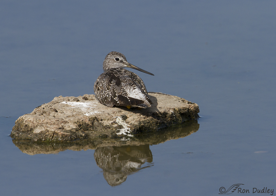 greater yellowlegs 6777 ron dudley