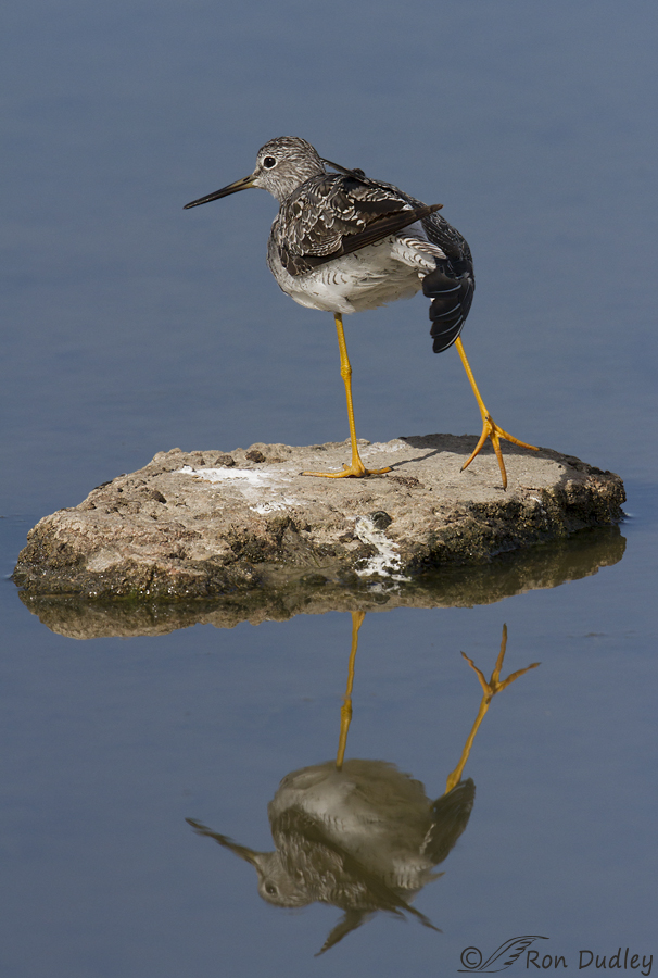 greater yellowlegs 6806 ron dudley