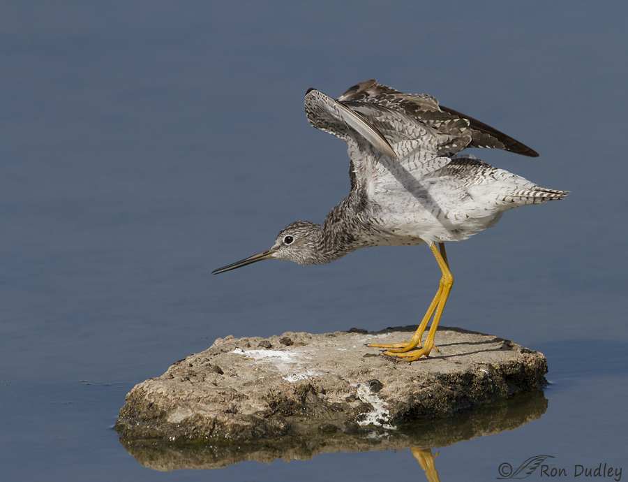 greater yellowlegs 6833 ron dudley