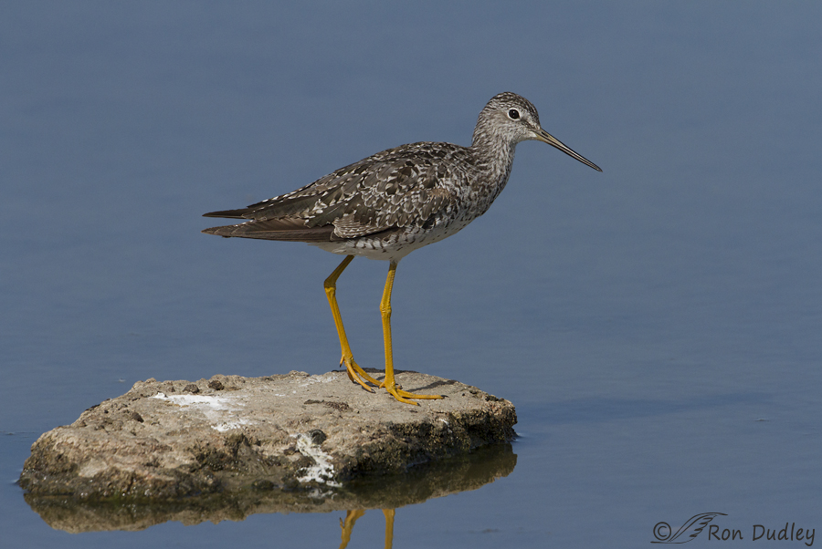 greater yellowlegs 6851 ron dudley