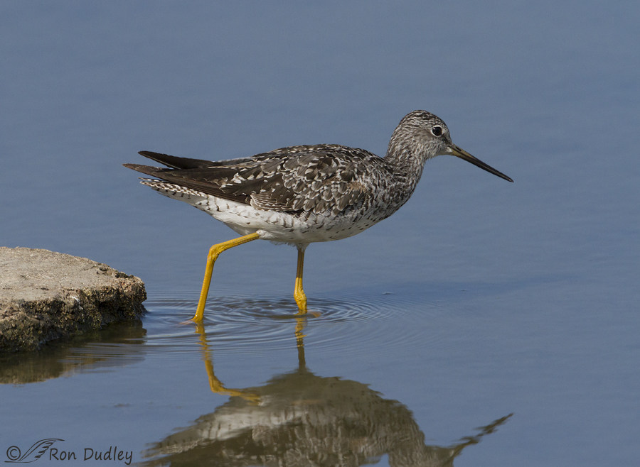 greater yellowlegs 6853 ron dudley