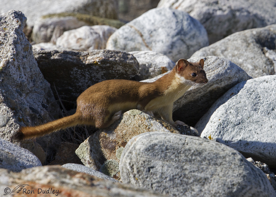 long-tailed weasel 2275 ron dudley