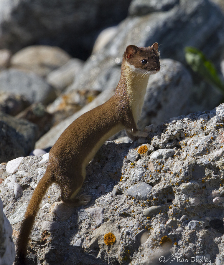 long-tailed weasel 2349 ron dudley