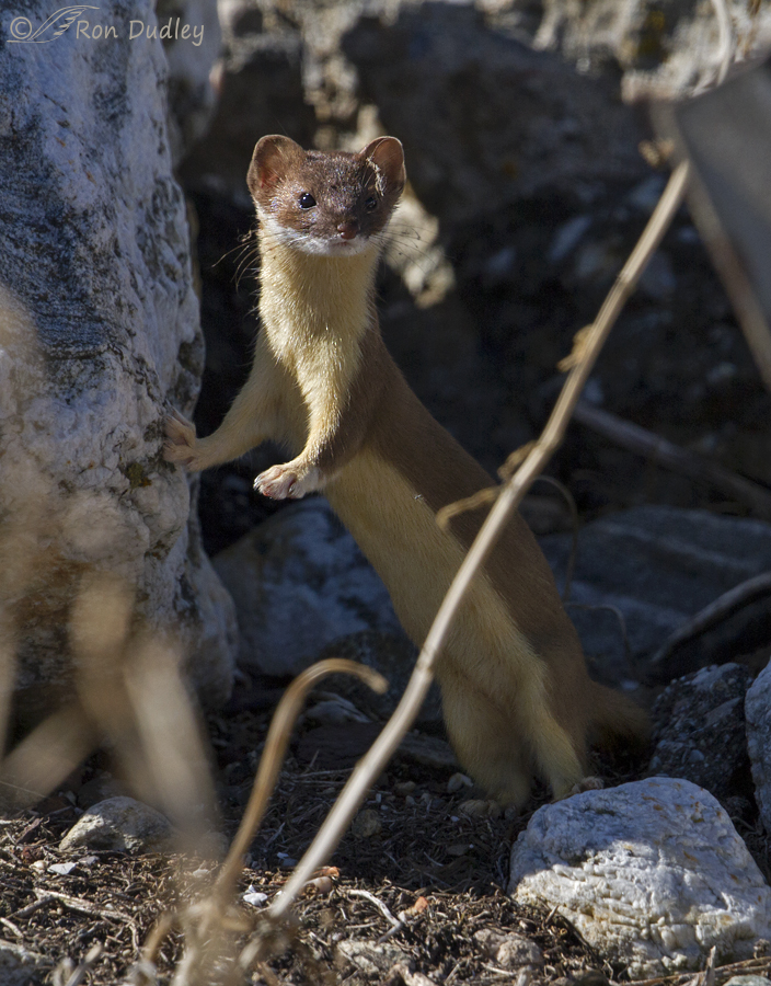 long-tailed weasel 2357 ron dudley