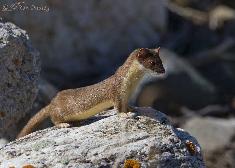 long-tailed weasel 2468 ron dudley